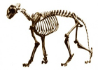 Bengaalse tijger
